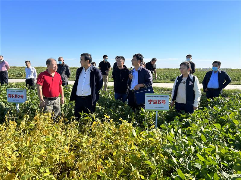 鹽堿地里育良種 鹽堿地里育良種