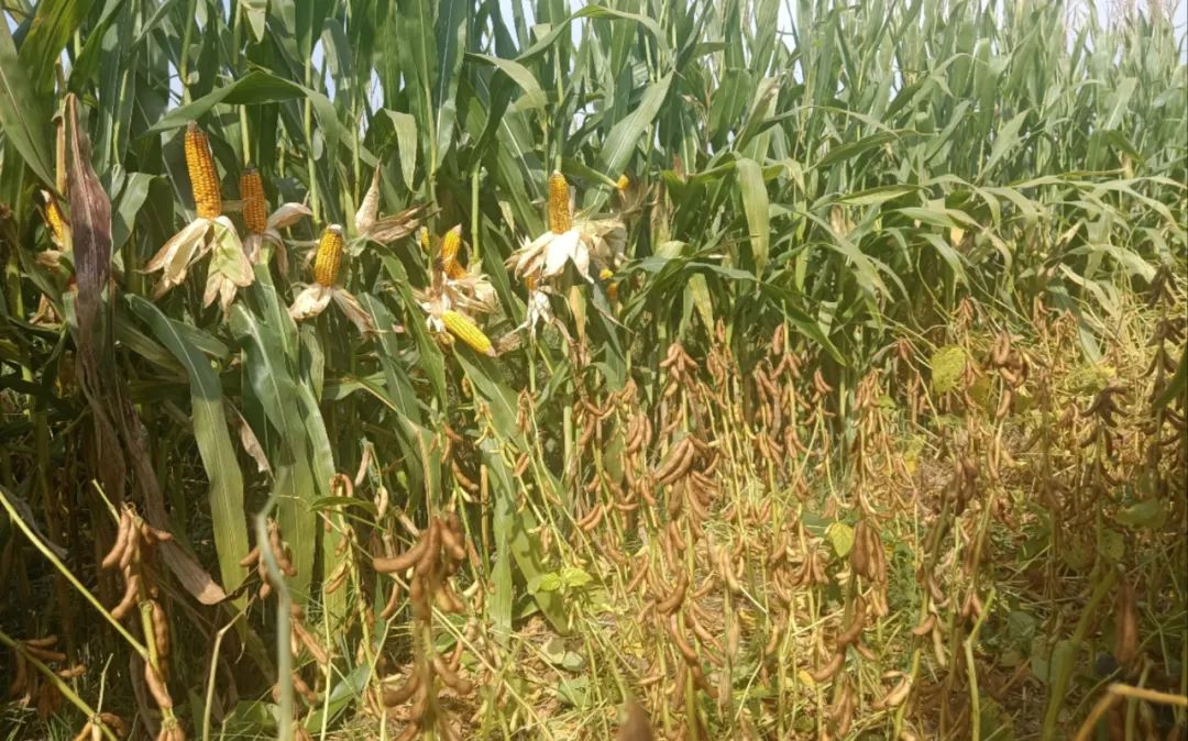 今年全國2200萬畝大豆擴產目標 預計將超額完成 今年全國2200萬畝大豆擴產目標 預計將超額完成