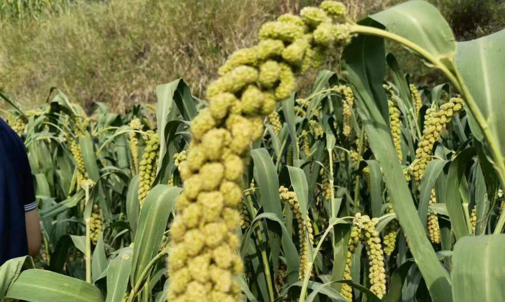 呂梁興縣 小米之鄉(xiāng)的現(xiàn)代農(nóng)業(yè)之路 呂梁興縣 小米之鄉(xiāng)的現(xiàn)代農(nóng)業(yè)之路