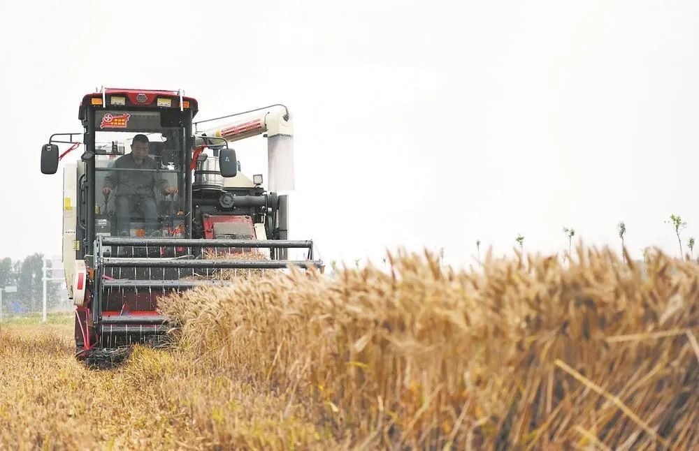 應對“爛場雨”!農業農村部發布緊急通知 應對“爛場雨”!農業農村部發布緊急通知