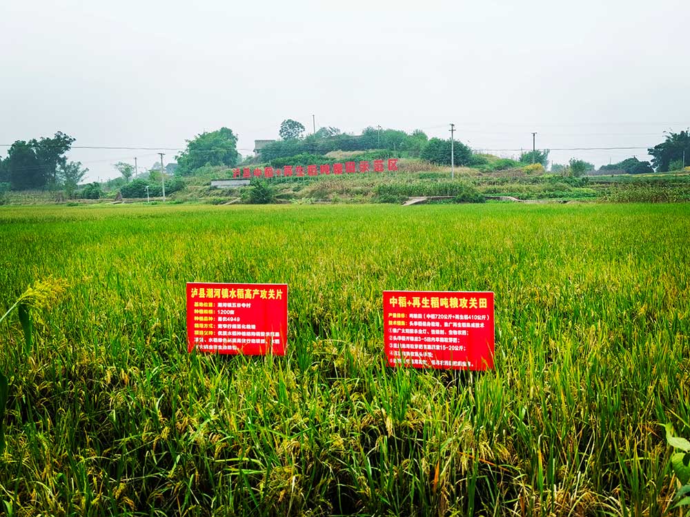 協(xié)同提升中稻-再生稻產(chǎn)能 川渝毗鄰地區(qū)實(shí)現(xiàn)“噸糧田”