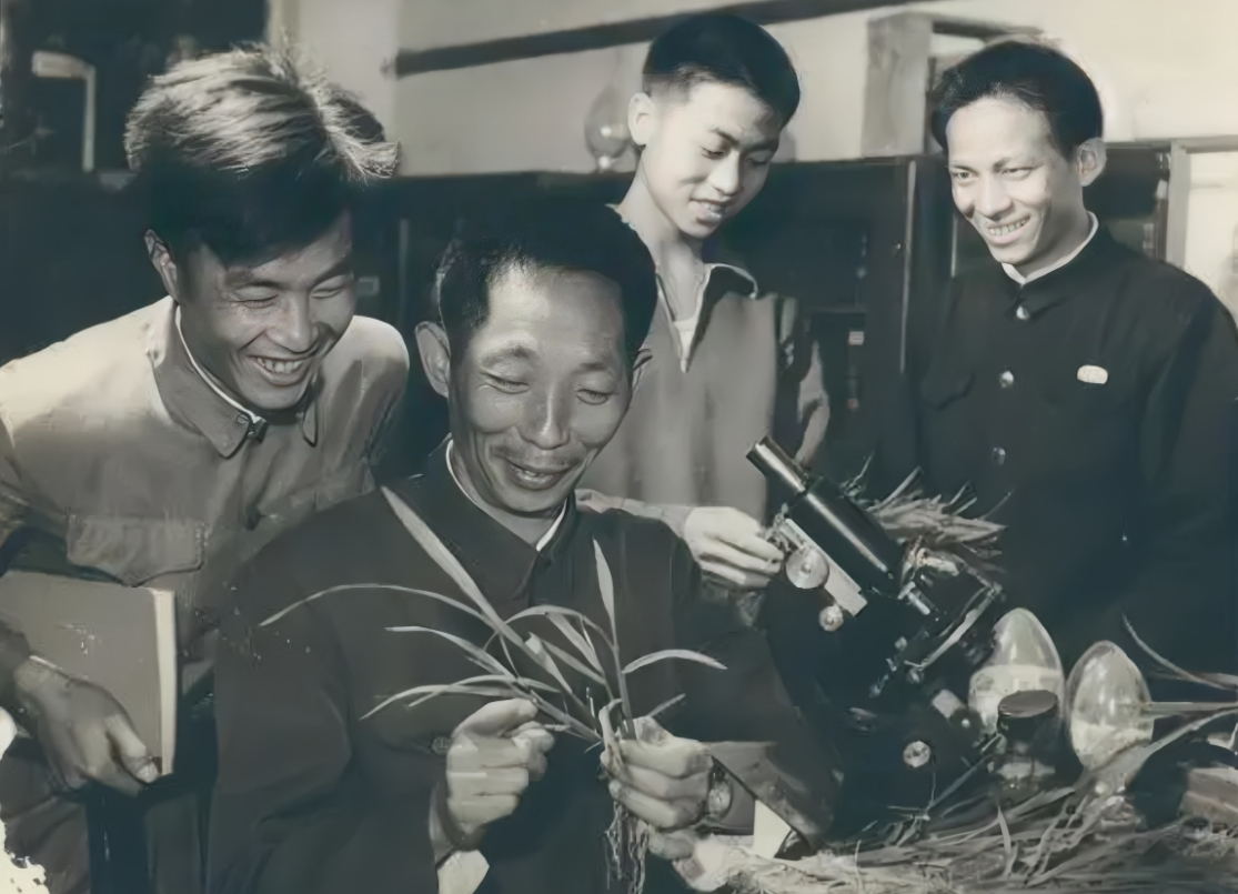 袁隆平(左二)在安江農(nóng)校研究雜交水稻 袁隆平(左二)在安江農(nóng)校研究雜交水稻