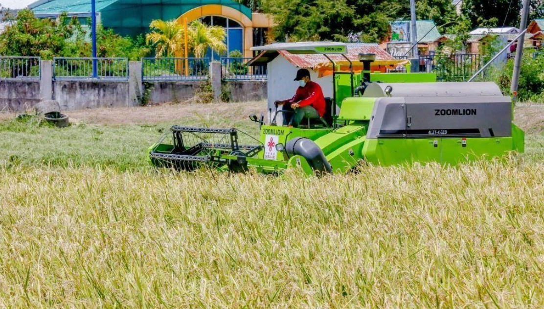 中國雜交稻在菲律賓大面積種植,圖為菲律賓農(nóng)民正在收割成熟的雜交水稻 中國雜交稻在菲律賓大面積種植,圖為菲律賓農(nóng)民正在收割成熟的雜交水稻